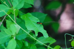 Oncopeltus spectabilis