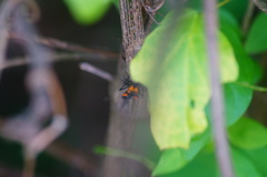 Oncopeltus spectabilis