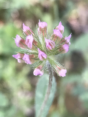 Trifolium bifidum decipiens