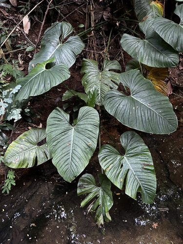 Philodendron ornatum