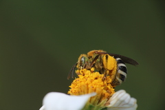 Agapostemon leunculus