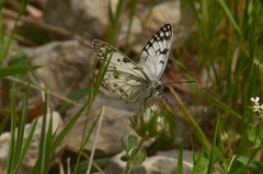 Melanargia arge