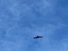 Milvus migrans affinis