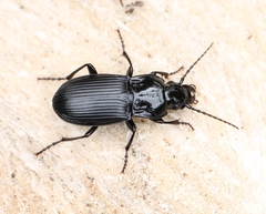 Abax parallelepipedus