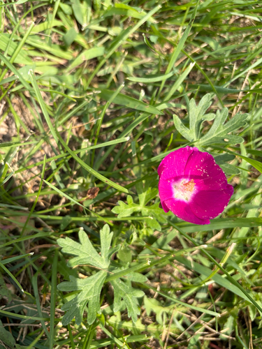 winecup mallow