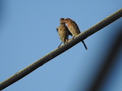 Haemorhous mexicanus