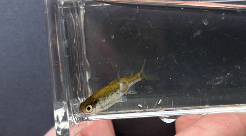 iNaturalist observation photo of Golden Shiner
