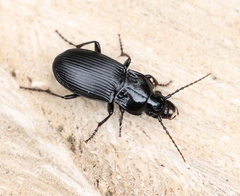 Abax parallelepipedus
