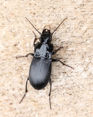 Abax parallelepipedus