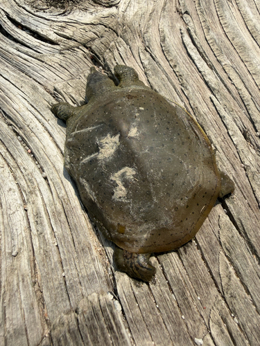 Spiny Softshell