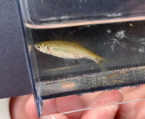 iNaturalist observation photo of Golden Shiner