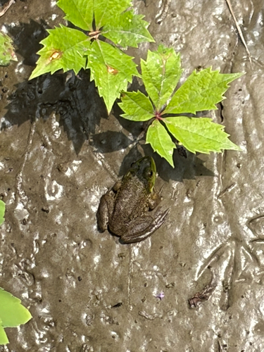 American Bullfrog