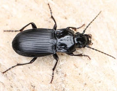 Abax parallelepipedus