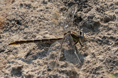 Phanogomphus militaris