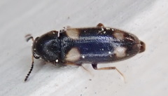 Spilotus quadripustulatus