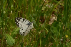 Melanargia arge