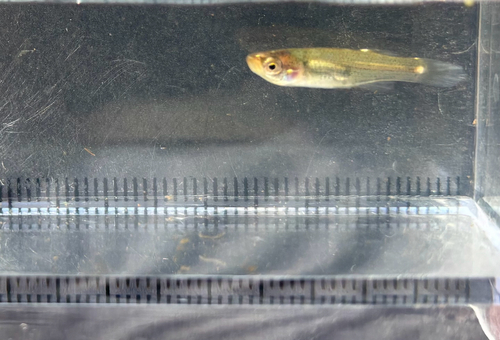 iNaturalist observation photo of Northern Starhead Topminnow