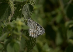 Melanargia arge