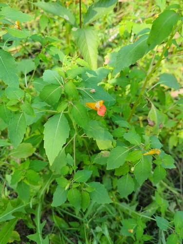 common jewelweed