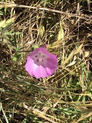 Sidalcea diploscypha
