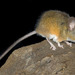 California Mouse - Photo (c) Whatiguana, some rights reserved (CC BY-SA)