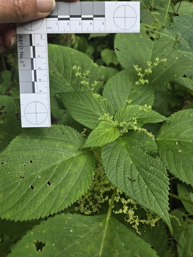 wood nettle