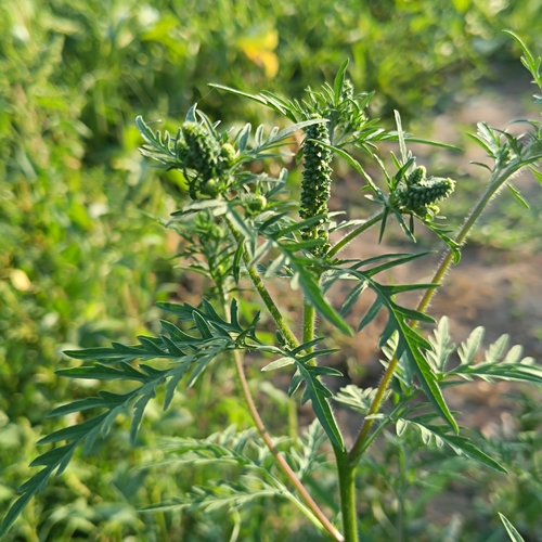 common ragweed