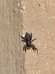 Platycryptus