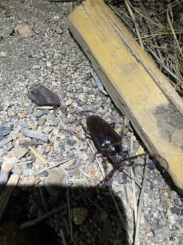 iNaturalist observation photo of California Root Borer