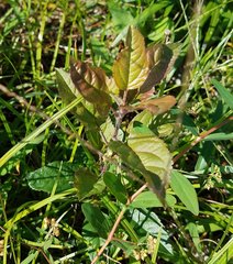 Magnoliopsida
