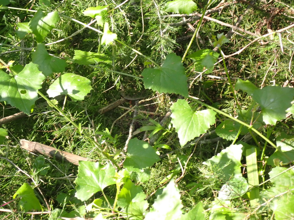Senecio deltoideus; photograph (c) Nicola van Berkel, some rights reserved (CC BY-SA)