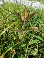 Magnoliopsida