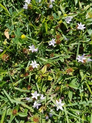 Richardia grandiflora