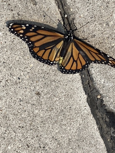 Monarch