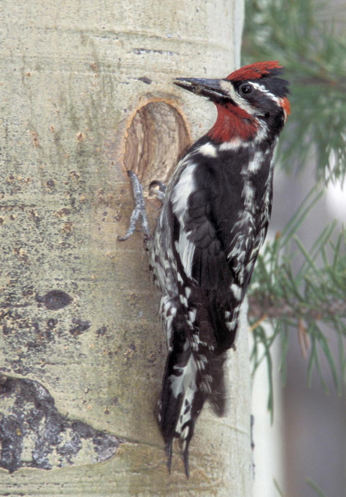 Red-naped Sapsucker