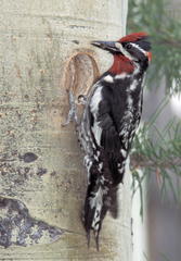 Red-Naped Sapsucker photo 2