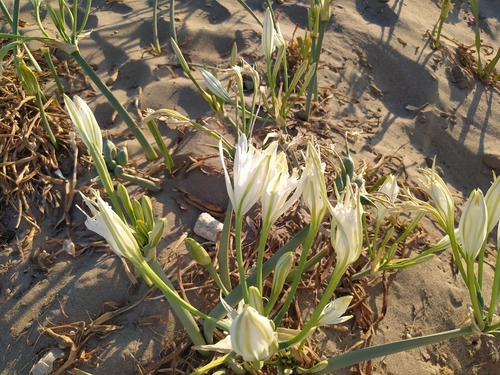 Sea Daffodil