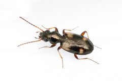Bembidion quadrimaculatum