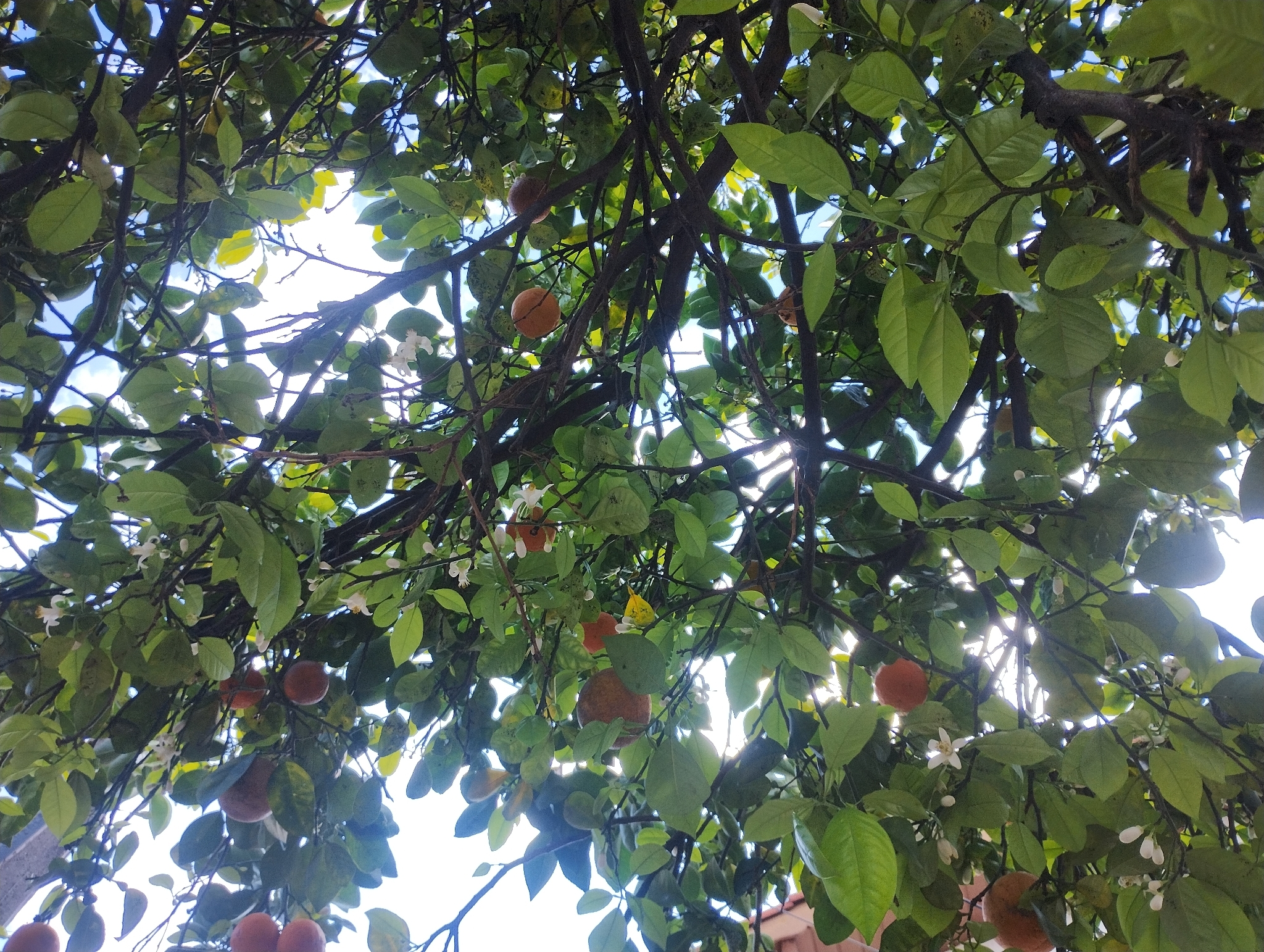 Foto de Citrus ×aurantium L.