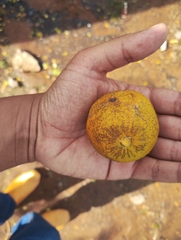 Citrus × aurantium, photograph (c) The Great Walter, some rights reserved (CC BY)