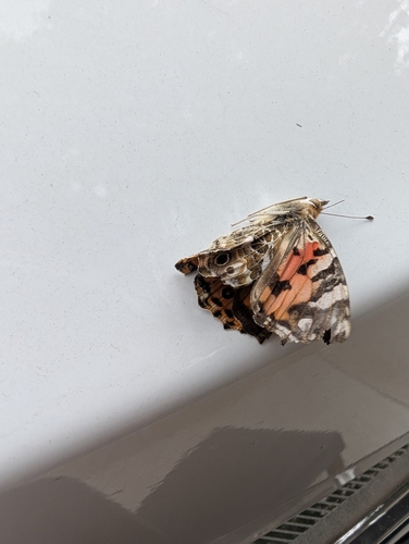 Painted Lady