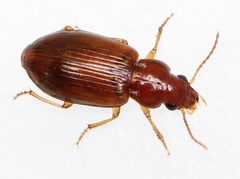 Bradycellus verbasci