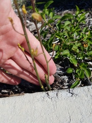 Eulophia graminea