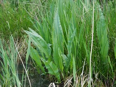 Rumex hydrolapathum