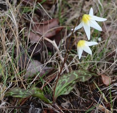 Erythronium helenae