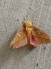 Syssphinx blanchardi