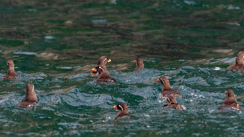 Parakeet Auklet (Aethia psittacula), photo 6