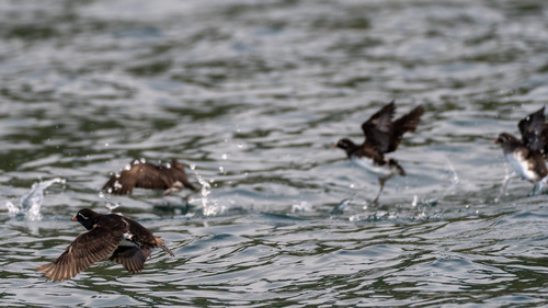 Parakeet Auklet (Aethia psittacula), photo 7