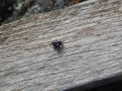 Metaphidippus