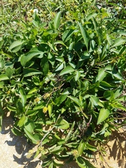 Bidens alba